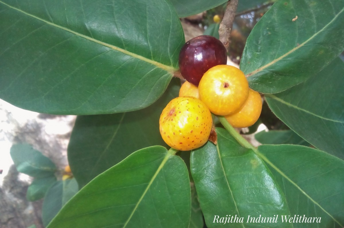 Ficus drupacea Thunb.